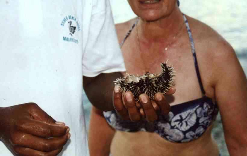 aufgebrochener Seeigel